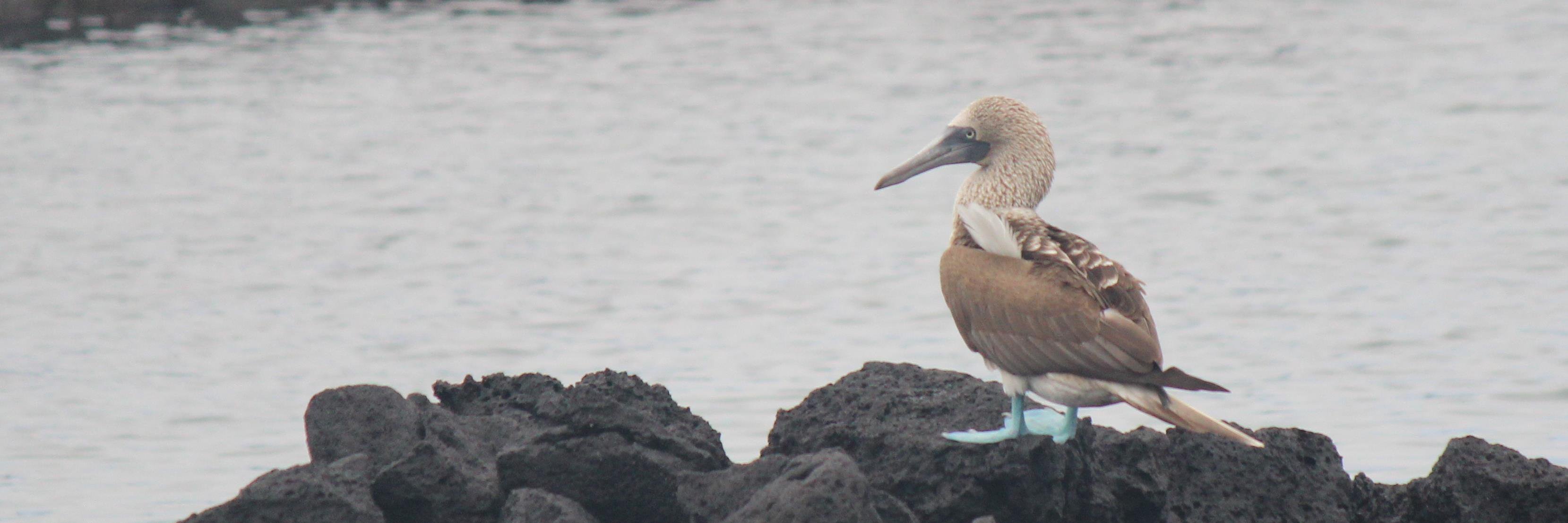 Cassandra Alviani-Alvarez banner