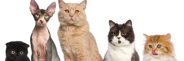 Funny_cat10's profile banner image