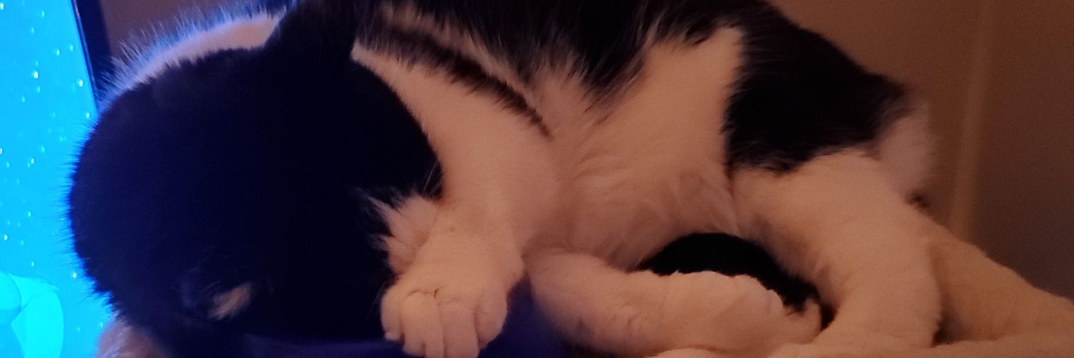 Ryanimal's profile banner image