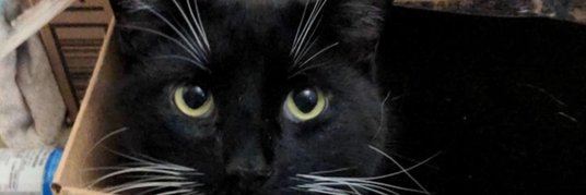 EM203ShaniaB's profile banner image
