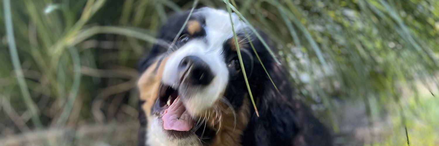 genevatheberner's profile banner image