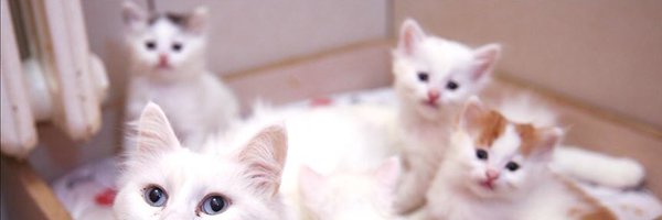 missingpetscare Profile Banner