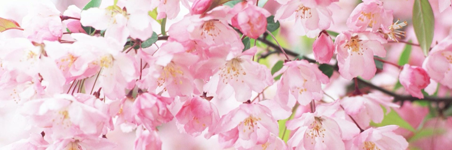 🌸 エミナ🌸 banner