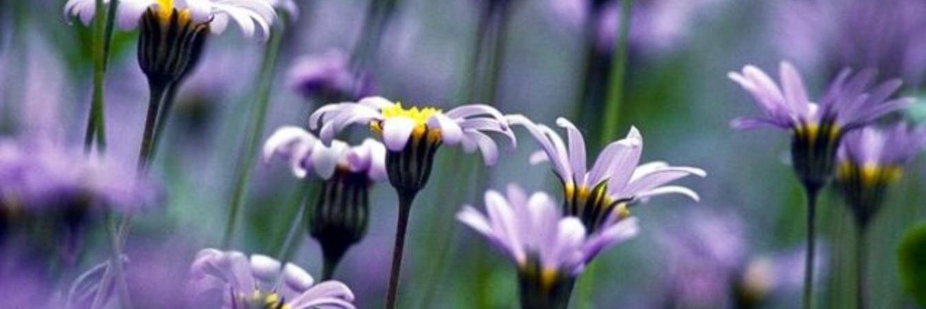 jaijaikumar1's profile banner image