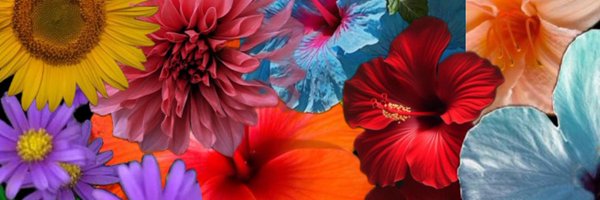 shery_llll Profile Banner