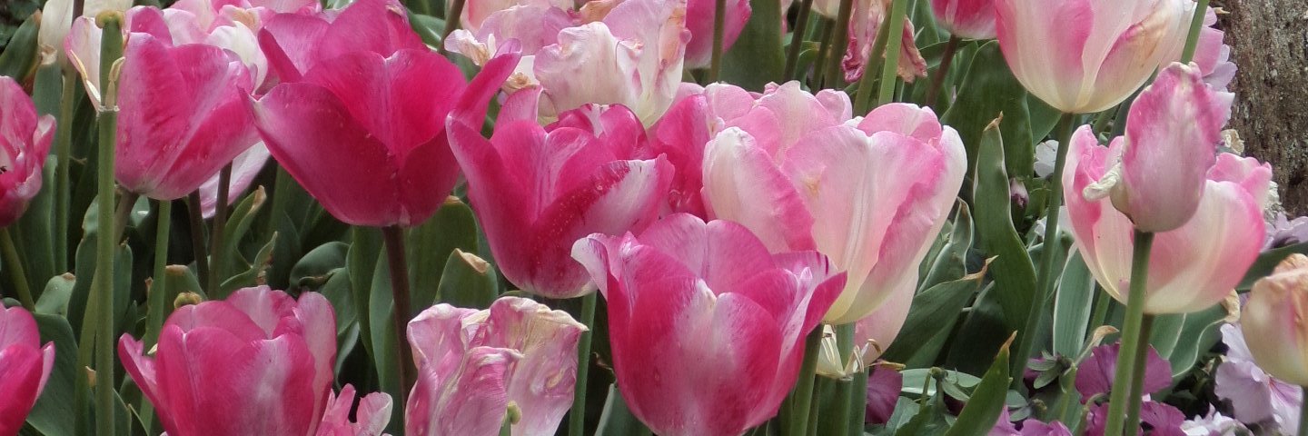 Nikki Campbell banner