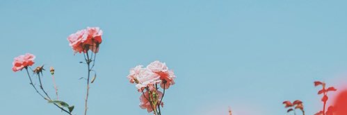 taruru720's profile banner image
