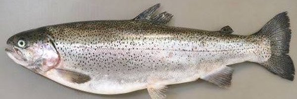 Tutinobe Profile Banner