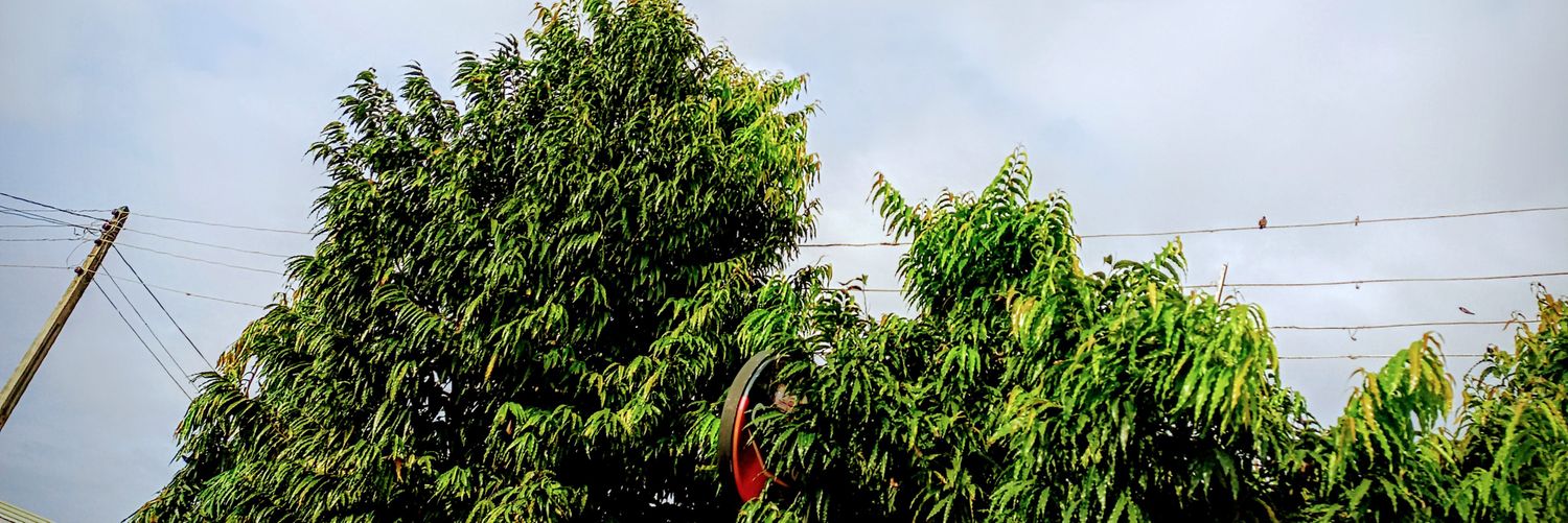 Vhictor📊 banner