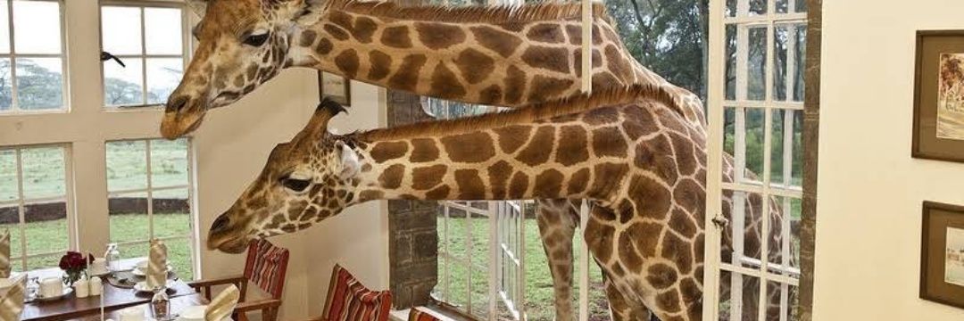 Neema Masitsa Mujesia banner