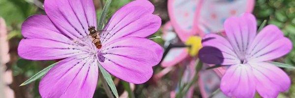 LouBeardsley Profile Banner