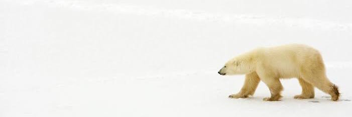 Bi-Down Low 🐻 banner