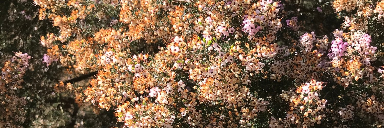 samantha lee curran (she/her) banner