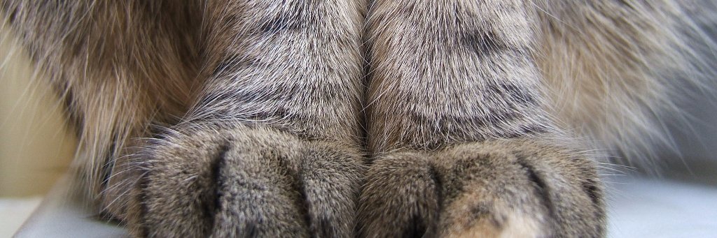 pittilicious's profile banner image