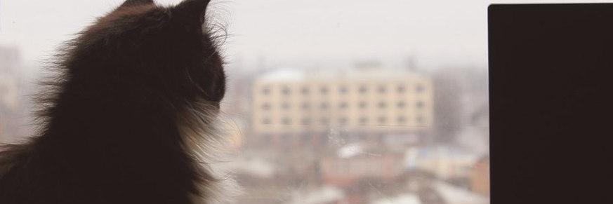 veselujm's profile banner image