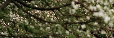 BlytheMahi's profile banner image