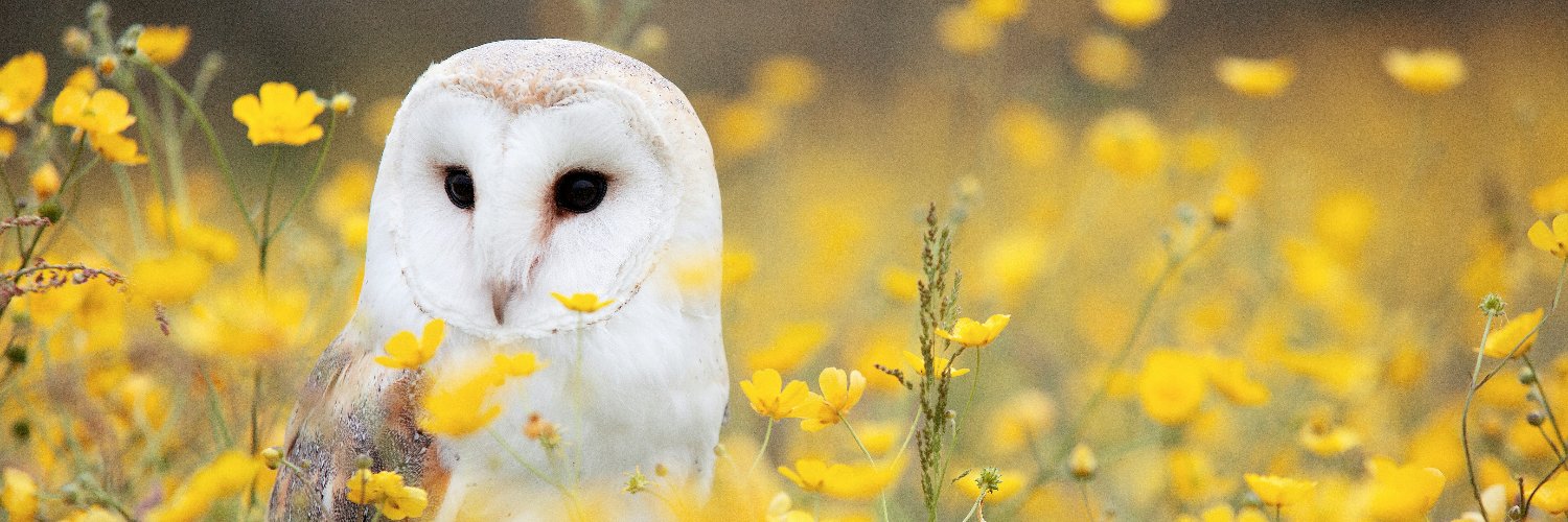 Happy Happy banner