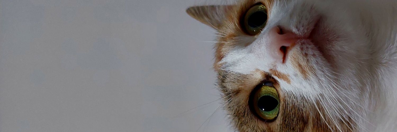 yarfarfara's profile banner image
