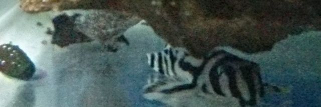 柘植の飛猿 banner