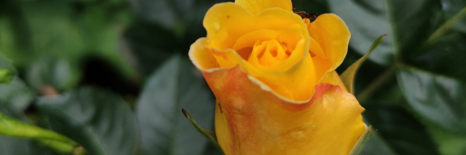 Fleurdu_male