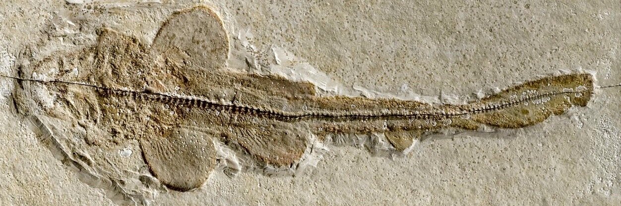 NHM Fossil Fish banner