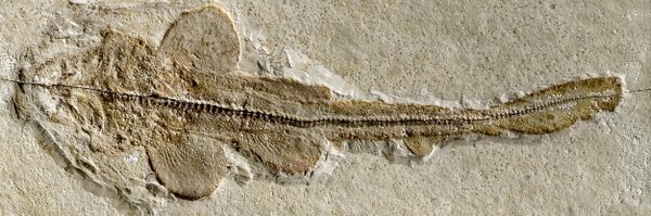 NHM_FossilFish Profile Banner