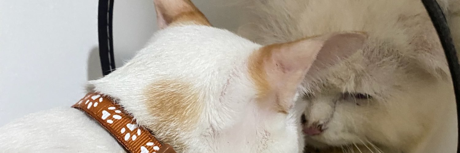sowhatkatkat's profile banner image