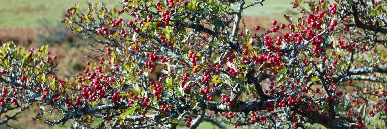 Gillian Adams banner