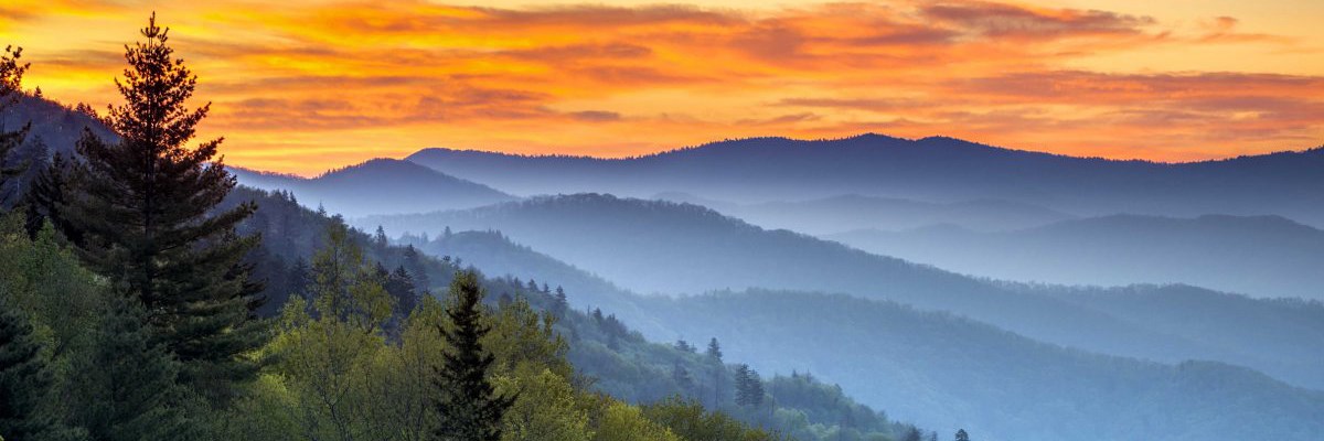 MarkCalloway banner