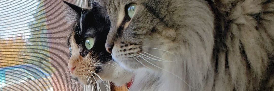 beccaboo71's profile banner image