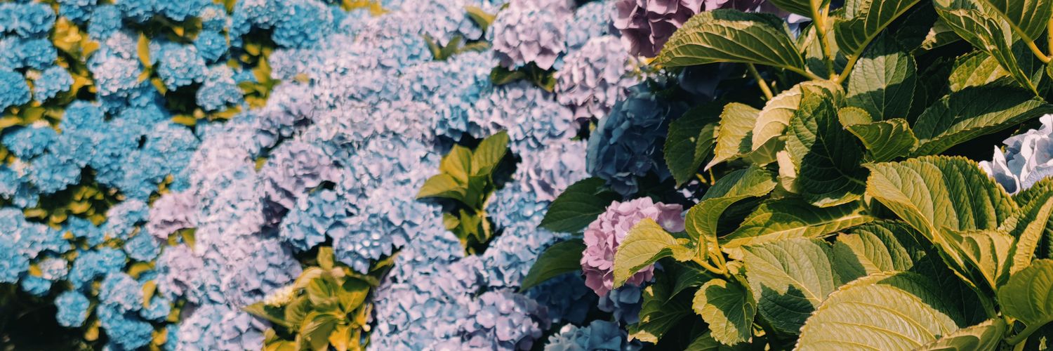MecoxSocial's profile banner image