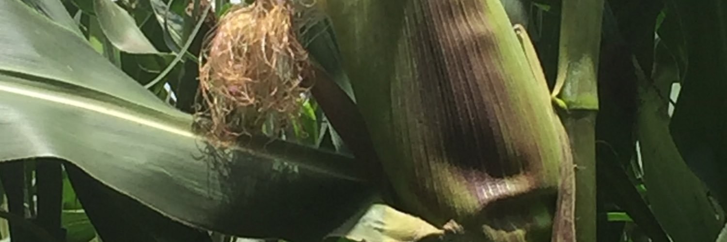 SitieneiElphas's profile banner image