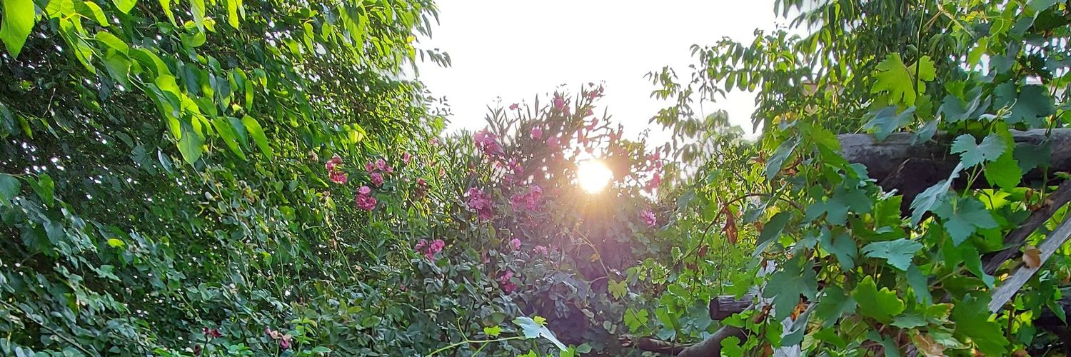 ozdmrcuma's profile banner image