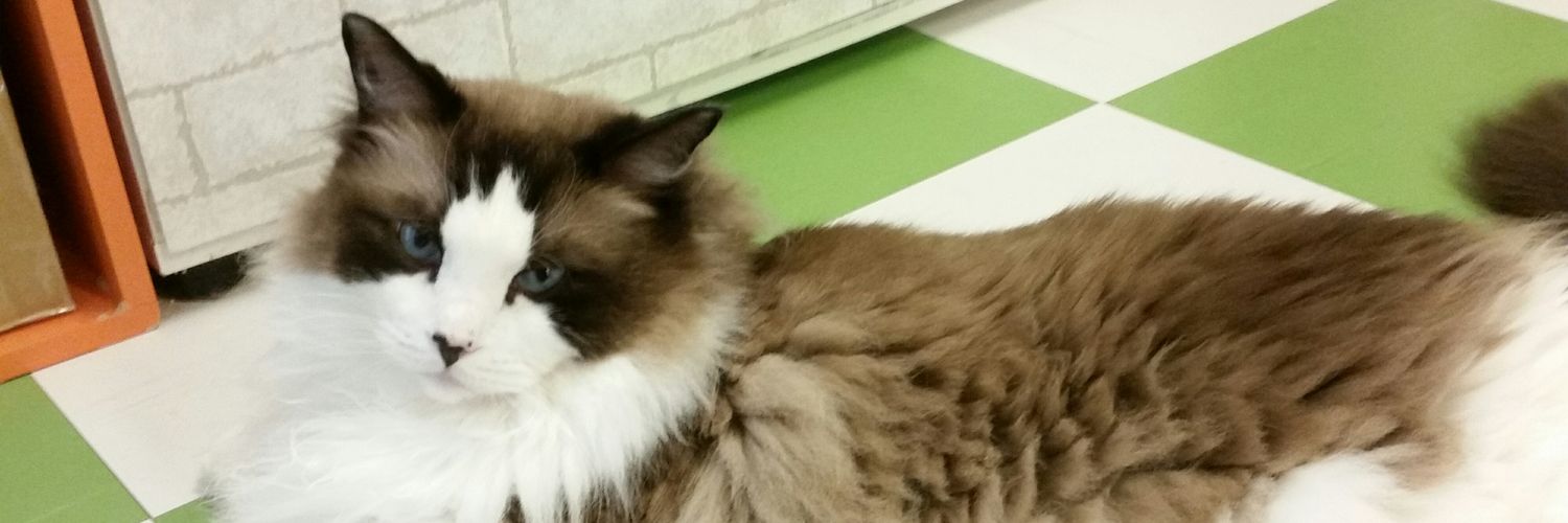norgian_fcat's profile banner image