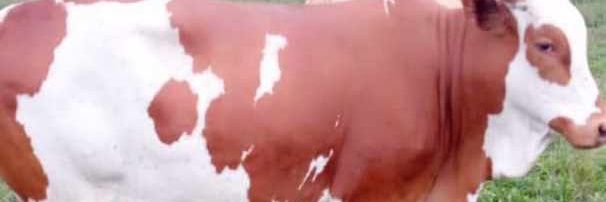 Rummenigge Karl Heinz banner