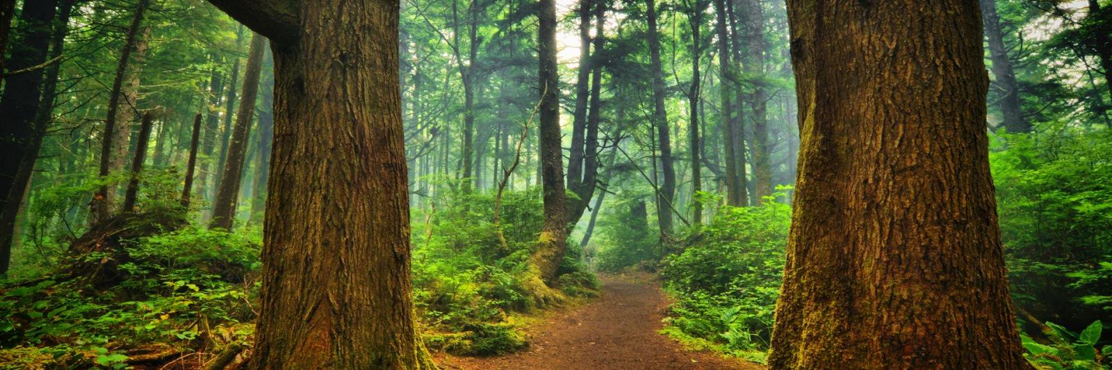 GreenBurials.com banner