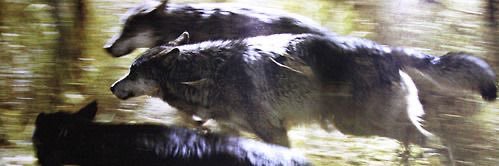 ྀིྀ bleu. banner