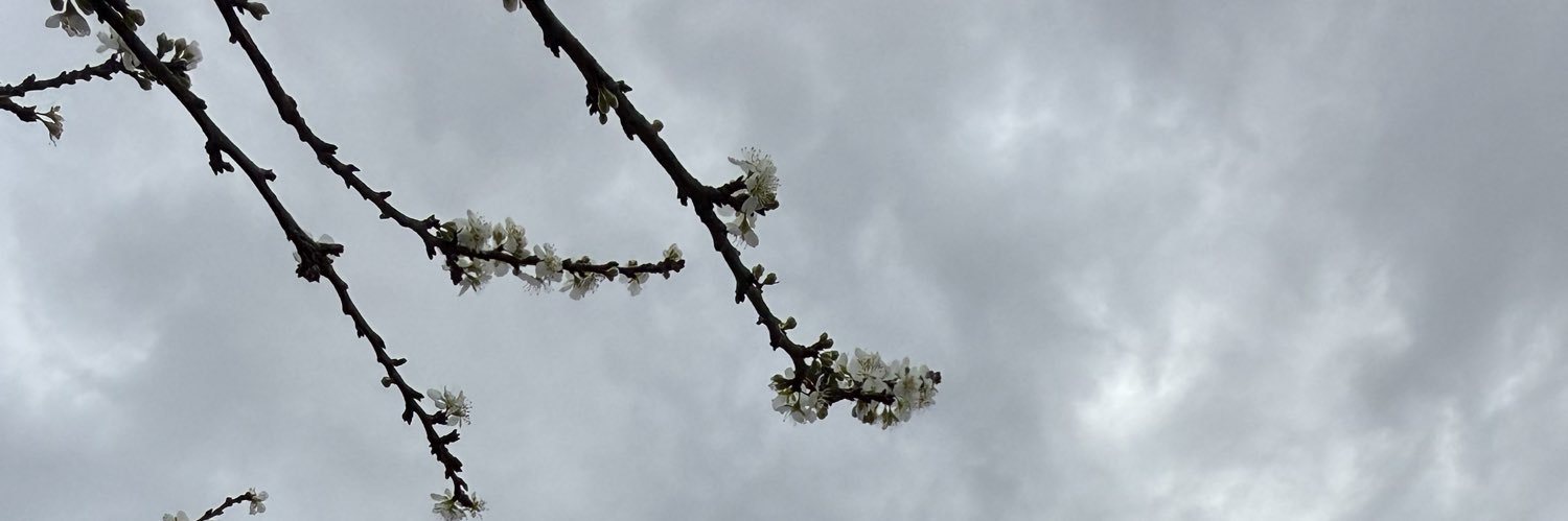 Nazira Sahial banner