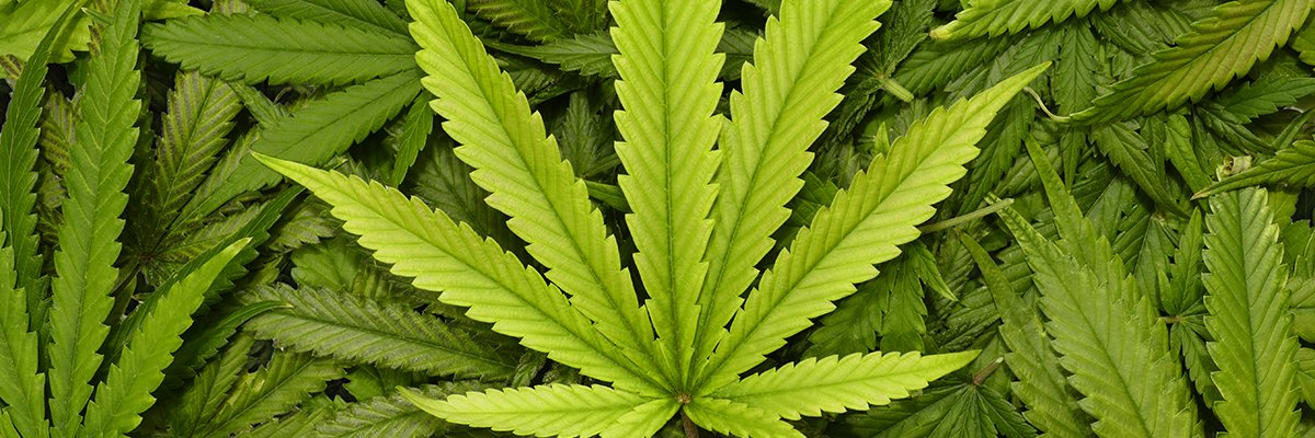 cannabispasient banner