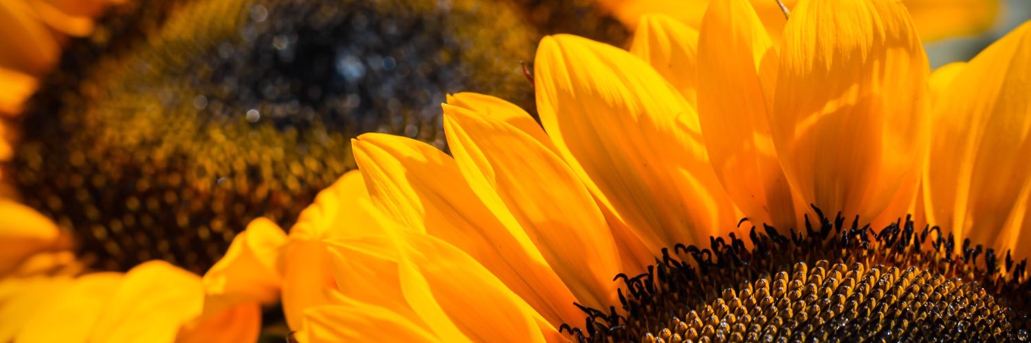 CrowleySpeech's profile banner image