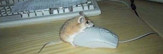 nut_blank's profile banner image