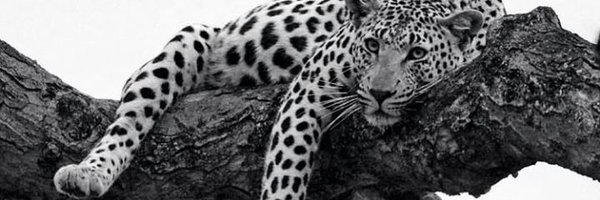 k_duduzile Profile Banner