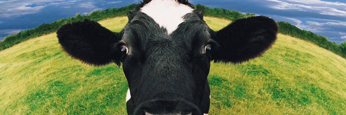 Jennifer Sibilly banner