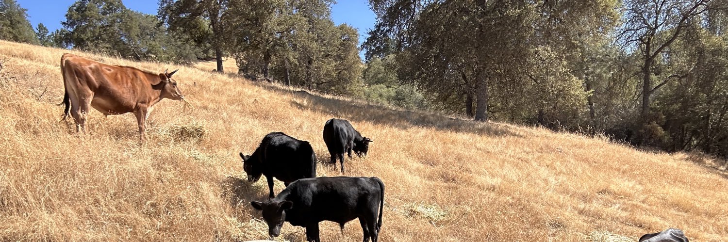 Noel Hastings MD banner