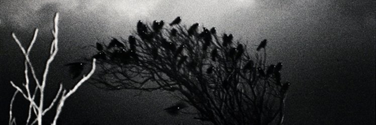 Jules 💚🖤 banner