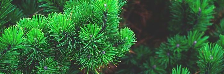 ivancervoni's profile banner image