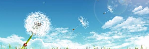 ReneeCarrelo's profile banner image