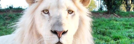 Mykelking_'s profile banner image