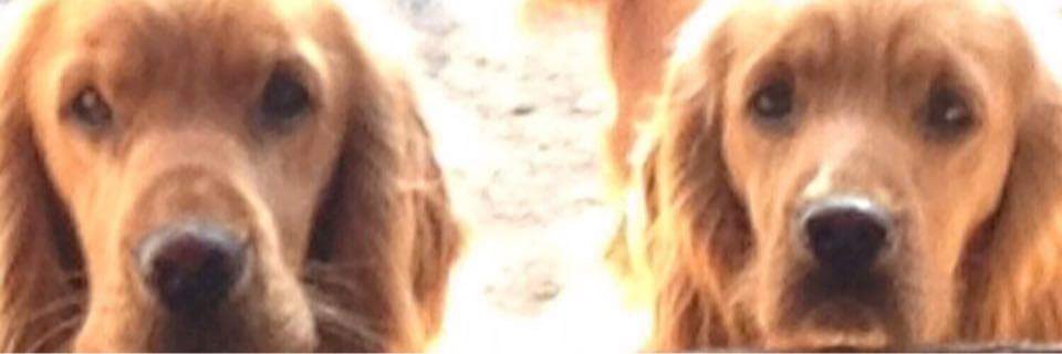 tebfdz's profile banner image