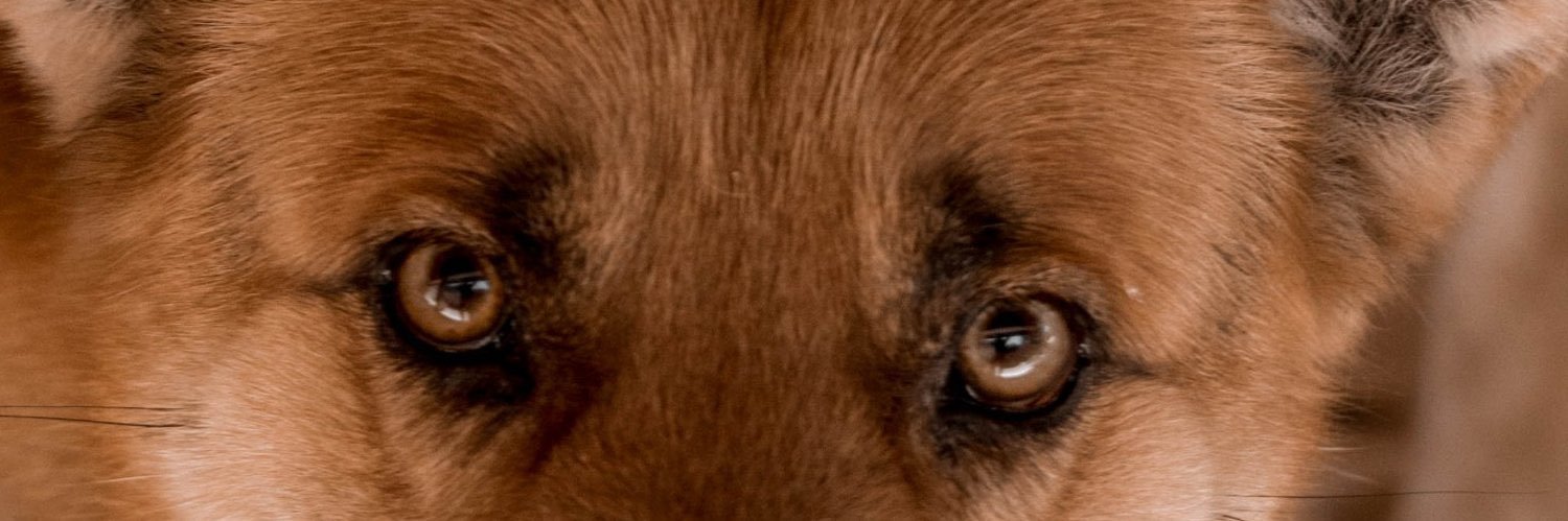 jmdemerutisbb's profile banner image